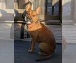 Small #9 American Staffordshire Terrier Mix