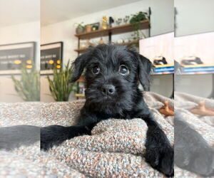 Mutt Dogs for adoption in St. Louis Park, MN, USA