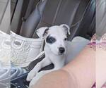 Small #2 Mutt