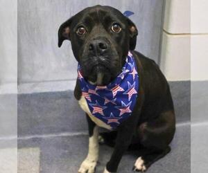 American Staffordshire Terrier-Unknown Mix Dogs for adoption in San Antonio, TX, USA
