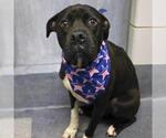 Small American Staffordshire Terrier Mix