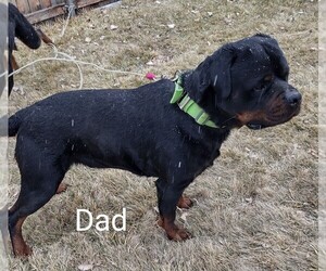 Father of the Rottweiler puppies born on 01/08/2022