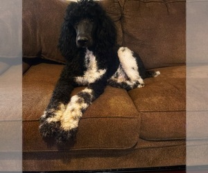 Mother of the Goldendoodle puppies born on 09/26/2022