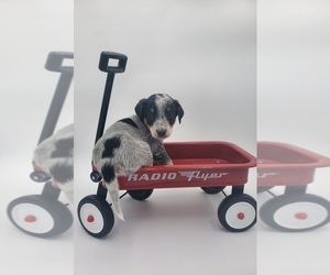 Australian Cattle Dog Puppy for sale in GOSHEN, IN, USA