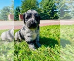 Puppy Dallas Goldendoodle