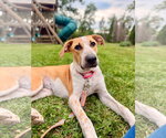 Small Photo #6 Labrador Retriever-Unknown Mix Puppy For Sale in Tarrytown, GA, USA