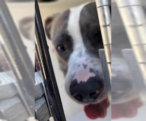 Mutt Dogs for adoption in Houston, TX, USA