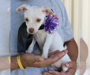 Chihuahua Dogs for adoption in Bandera, TX, USA
