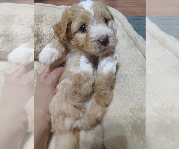 Medium Photo #4 Maltipoo (Miniature) Puppy For Sale in SAN ANTONIO, TX, USA