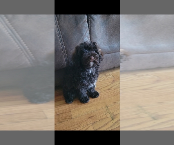 Medium Photo #8 Poodle (Toy) Puppy For Sale in MORRISON, CO, USA