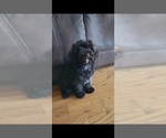 Small Photo #8 Poodle (Toy) Puppy For Sale in MORRISON, CO, USA