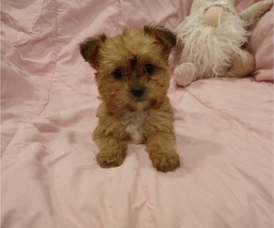 Yorkipoo Puppy for sale in BURLINGTON, MA, USA