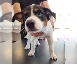 Bernese Mountain Dog-Unknown Mix Dogs for adoption in Plano, TX, USA