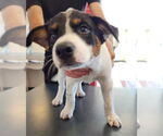 Small Bernese Mountain Dog Mix