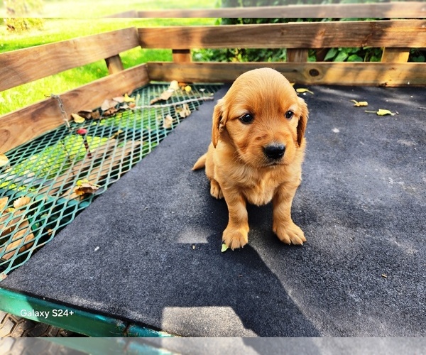 Medium Photo #1 Golden Retriever Puppy For Sale in LEON, KS, USA