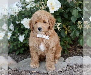Goldendoodle (Miniature) Puppy for sale in GORDONVILLE, PA, USA