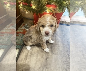 Aussiedoodle Miniature  Puppy for sale in COMMERCE, MI, USA