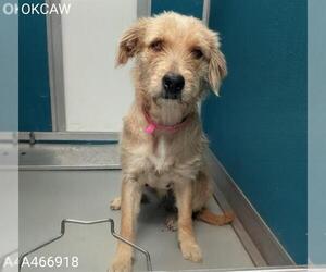 Mutt Dogs for adoption in Oklahoma City, OK, USA