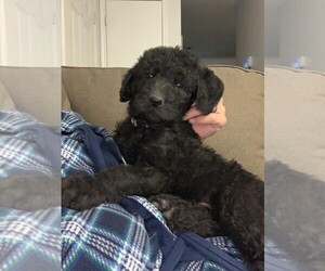 Labradoodle Puppy for sale in WILMINGTON, NC, USA