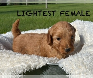 Goldendoodle (Miniature) Puppy for sale in HULL, IA, USA
