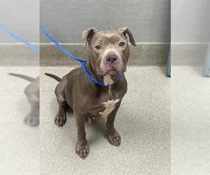American Pit Bull Terrier-Unknown Mix Dogs for adoption in Las Vegas, NV, USA