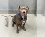 Small American Pit Bull Terrier Mix