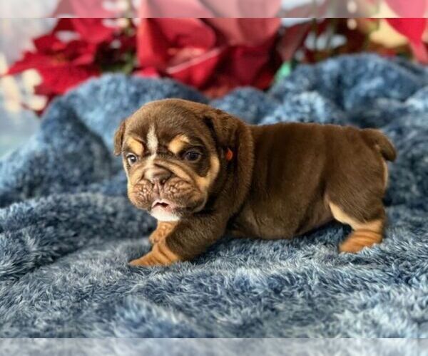 Medium Photo #5 English Bulldog Puppy For Sale in OOLOGAH, OK, USA