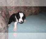 Small Photo #8 Border Collie Puppy For Sale in AIKEN, SC, USA