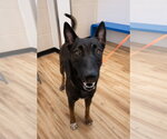 Small Photo #4 Mutt Puppy For Sale in Imlay City, MI, USA