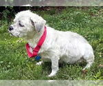 Small #5 Lhasa Apso Mix