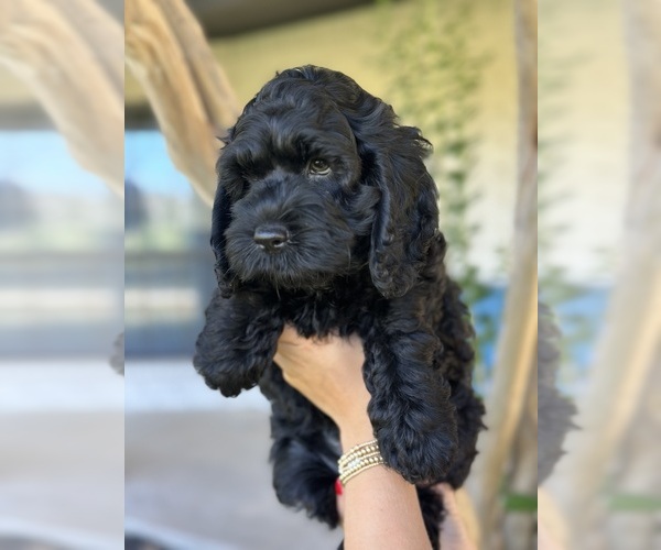 Medium Photo #2 Cock-A-Poo Puppy For Sale in STEPHENVILLE, TX, USA