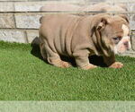 Small Photo #2 Bulldog Puppy For Sale in BAYTOWN, TX, USA