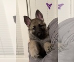 Small #3 German Shepherd Dog