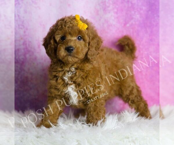 Medium Photo #4 Goldendoodle (Miniature) Puppy For Sale in WARSAW, IN, USA