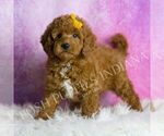 Small #3 Goldendoodle (Miniature)