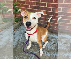 American Pit Bull Terrier Dogs for adoption in Boston, MA, USA