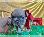 Small Photo #96 French Bulldog Puppy For Sale in HAYWARD, CA, USA