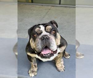 Bulldog Dogs for adoption in San Martin, CA, USA