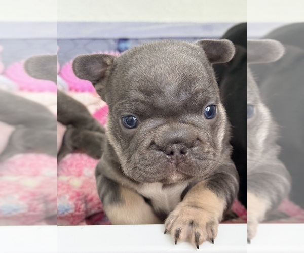 Medium Photo #9 French Bulldog Puppy For Sale in WESLEY CHAPEL, FL, USA