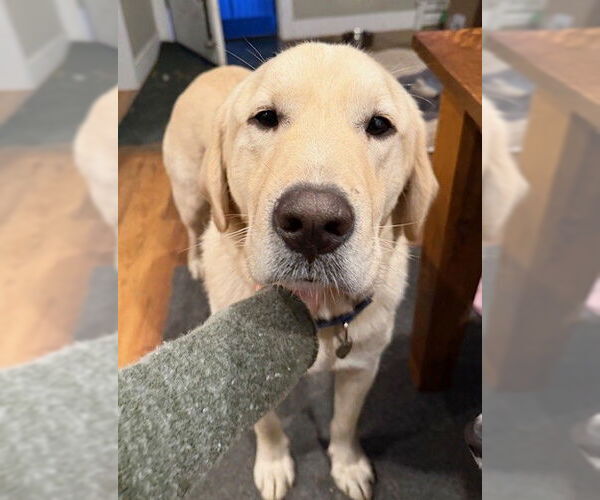 Medium Photo #3 Labrenees Puppy For Sale in Bend, OR, USA