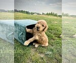 Small Photo #8 Goldendoodle Puppy For Sale in ALLENDALE, MI, USA