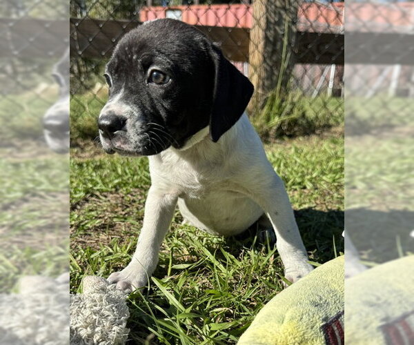 Medium Photo #4 Bulldog-Unknown Mix Puppy For Sale in Tarrytown, GA, USA
