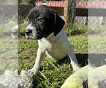 Small Photo #4 Bulldog-Unknown Mix Puppy For Sale in Tarrytown, GA, USA