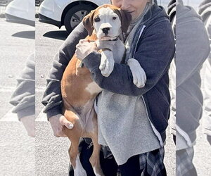 Boxer-Unknown Mix Dogs for adoption in Dumont, NJ, USA