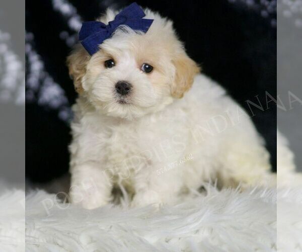 Medium Photo #4 Maltipoo Puppy For Sale in WARSAW, IN, USA