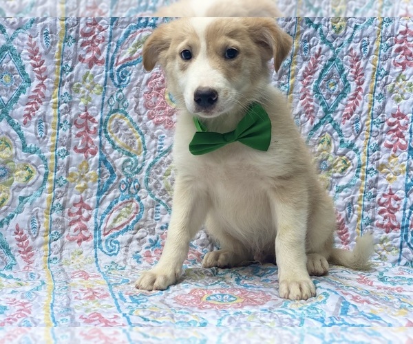 Medium Photo #3 Border Collie-Golden Retriever Mix Puppy For Sale in LANCASTER, PA, USA