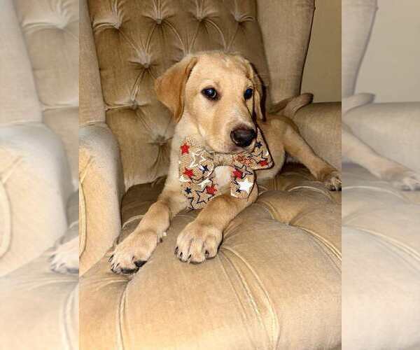Medium Photo #1 Labrador Retriever-Unknown Mix Puppy For Sale in Palatine/Kildeer/Buffalo grove, IL, USA