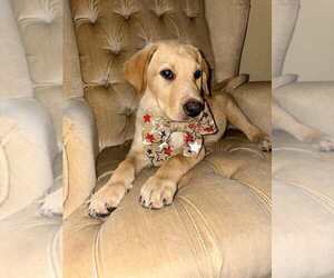 Labrador Retriever-Unknown Mix Dogs for adoption in Palatine/Kildeer/Buffalo grove, IL, USA