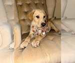 Small Labrador Retriever Mix