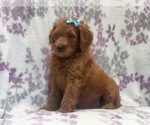 Small #9 Goldendoodle-Poodle (Standard) Mix